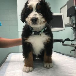 Bernedoodle and Goldendoodle Puppies from O'Dells Doodles