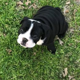 English Bulldog Puppies from TxBully Brigade