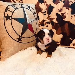 English Bulldog Puppies from TX Bully Brigade