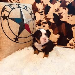 English Bulldog Puppies from TX Bully Brigade