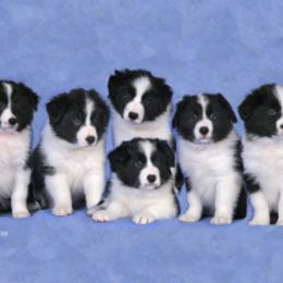 Border Collie Puppies from Bon-Clyde Border Collies