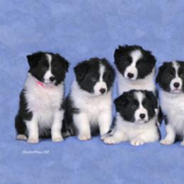 Border Collie Puppies from Bon-Clyde Border Collies
