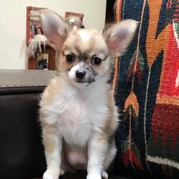 Chihuahua Puppies from Miller's Chihuahua
