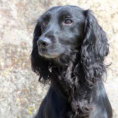 Cocker Spaniel and Irish Water Spaniel All Grown Up from Saracen Cockers