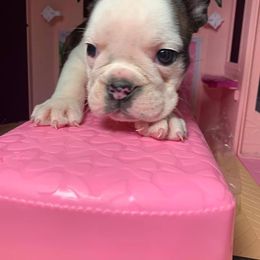 French Bulldog Puppies from Ballpark Bulldogs