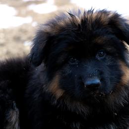 German Shepherd Puppies from Lost Creek German Shepherds LLC