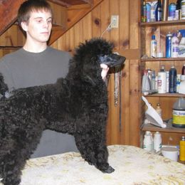Poodle Puppies from Avalon Standard Poodles