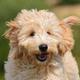 Goldendoodle