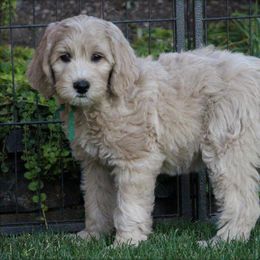 Cherry Lane Labradoodles breeder of 