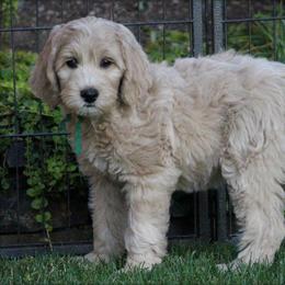 Cherry Lane Labradoodles breeder of 
