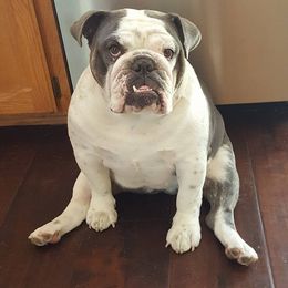 English Bulldog and French Bulldog All Grown Up from Superb Bulldogs