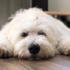 Goldendoodle Puppies from Bear Lake Bearded Retrievers