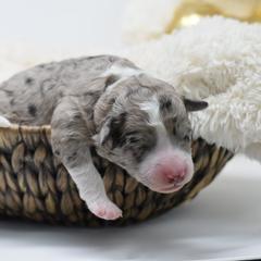 Border Collie and Bordoodle Puppies from Oregon Bordoodles
