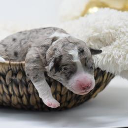 Border Collie and Bordoodle Puppies from Oregon Bordoodles