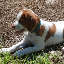Brittany Puppies from Otter Creek Brittanys