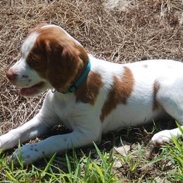 Brittany Puppies from Otter Creek Brittanys