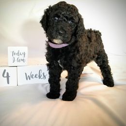 Poodle Puppies from It's A Poodle Parti