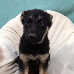 German Shepherd Puppies from Stevens German Shepherds