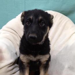 German Shepherd Puppies from Stevens German Shepherds