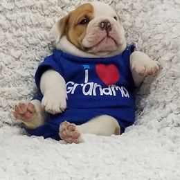 Bulldog Puppies from Artemis Bulldogs