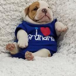 Bulldog Puppies from Artemis Bulldogs