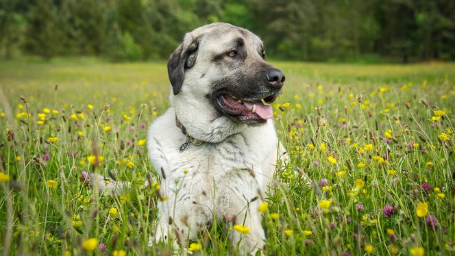 Anatolian Shepherd Dog