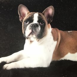 French Bulldog adult dog