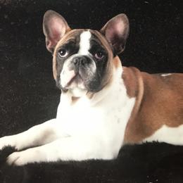 French Bulldog adult dog