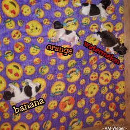 "The 2nd litter AKA Fruiti-Tuti Litter" Great Dane and Shih Tzu Puppies from Empire Royalty and Majestic Dane