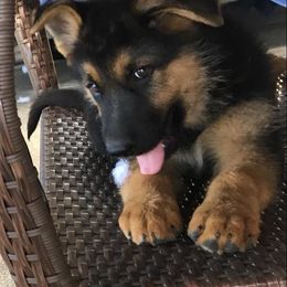 German Shepherd Puppies from Valley Shepherds LLC