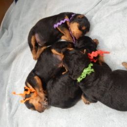 Airedale Terrier Puppies from Airedale Acres