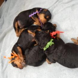 Airedale Terrier Puppies from Airedale Acres
