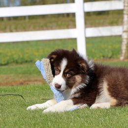 Miniature Australian Shepherd Puppies from Ridgestar Aussies