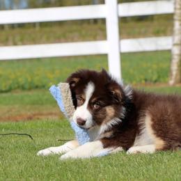Miniature Australian Shepherd Puppies from Ridgestar Aussies