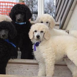 Standard Poodle Puppies from D and D Standard Poodles