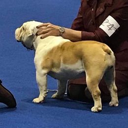 Maddy - Bulldog