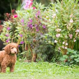 Poodle Puppies from Sunset Maple Poodles