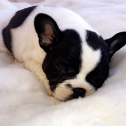 French Bulldog Puppies from Dior Dogs