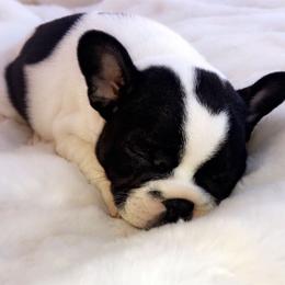 French Bulldog Puppies from Dior Dogs