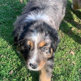 Australian Shepherd Puppies from IQ Farms Australian Shepherds