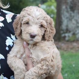 Goldendoodle and Bernedoodle Puppies from Doodling All Day Goldendoodles