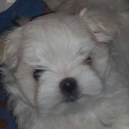 Maltese Puppies from Avante Maltese