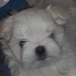 Maltese Puppies from Avante Maltese