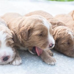 Goldendoodle Puppies from Rolling Oak Doodles