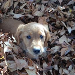 Golden Retriever Puppies from Benjamin Irving Goldens