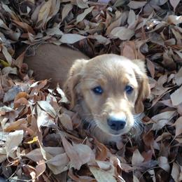 Golden Retriever Puppies from Benjamin Irving Goldens