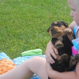 Airedale Terrier Puppies from Airedale Acres