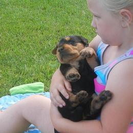 Airedale Terrier Puppies from Airedale Acres