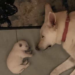 German Shepherd Puppies from Patterson Polar Bears