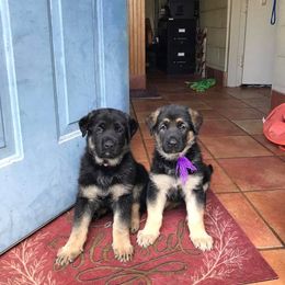 German Shepherd Puppies from Golden Breed German Shepherds